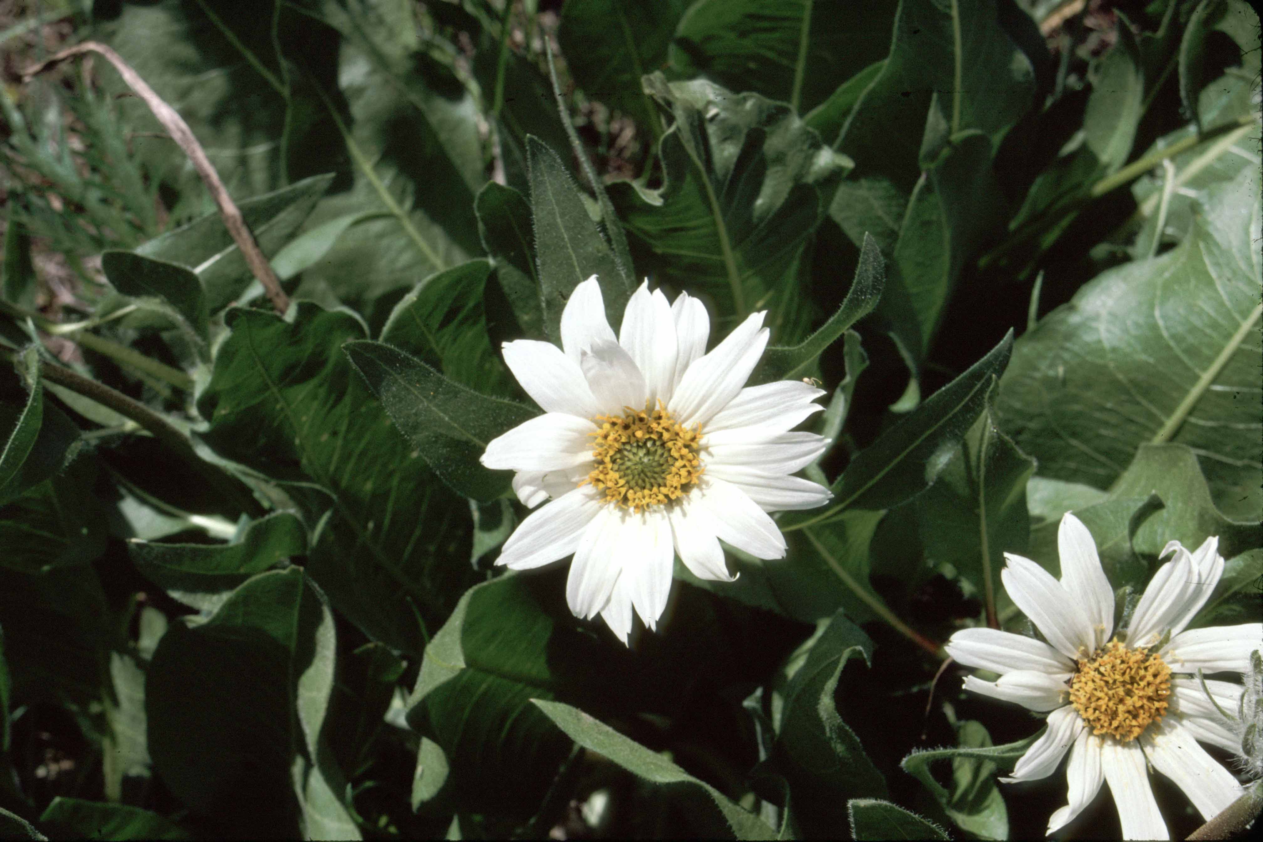 white-rayed wyethia (Wyethia helianthoides)
